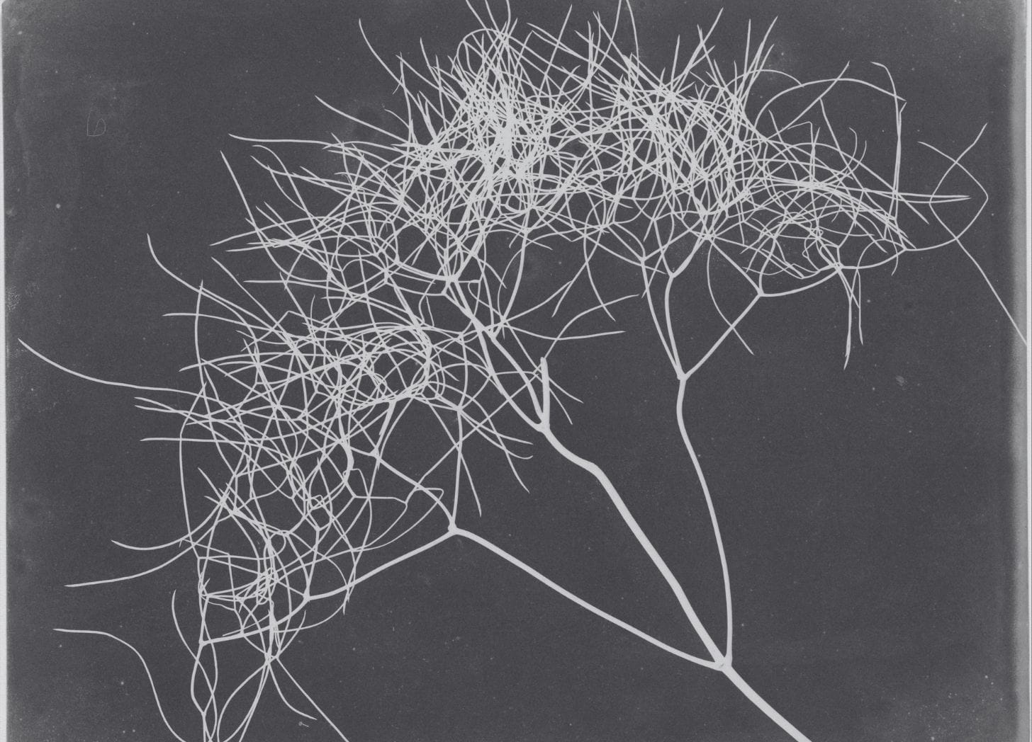 Enmeshed but Alone