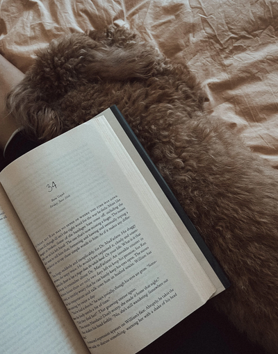 Kobi blends in with our brown colour scheme. Currently reading: The Night Tiger by Yangsze Choo