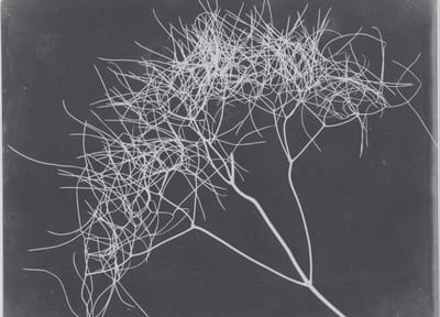 Enmeshed but Alone