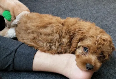 July 2022 - Past midnight, the doorbell rang. I’d been sitting on the stairs, waiting for that sound to echo through the empty house, reverberate along with my pounding heart.